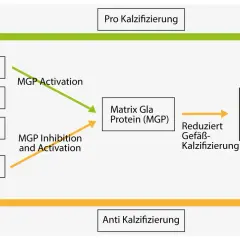 Schema zeigt, wie Vitamin K, Kalzium und Phosphat die Gefäßverkalkung beeinflussen. Vitamin K aktiviert MGP, was Gefäßverkalkung reduziert.