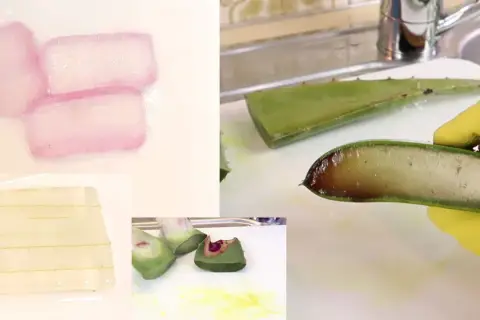 Aloe Vera wird verarbeitet. Gelber Saft tritt aus den geschnittenen Blättern aus, während das transparente Gel in Stücke geschnitten wird.