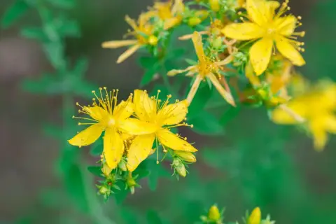 Nahaufnahme von leuchtend gelben Johanniskrautblüten. Wann wirkt Johanniskraut? Diese Heilpflanze blüht im Sommer und wird traditionell zur Stimmungsaufhellung eingesetzt.