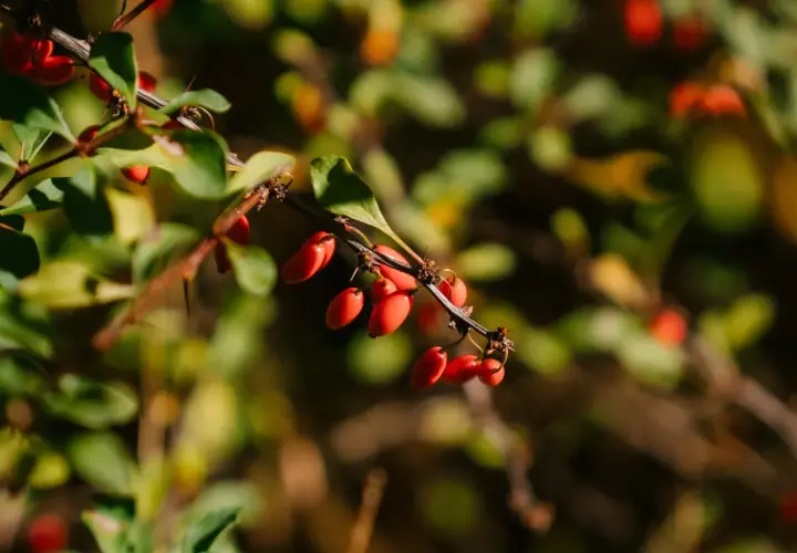 Rote Beeren am Zweig, die an die berberin wirkung erinnern.