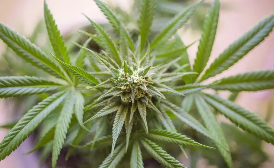 CBD Herstellung - So erkennst Du echte Qualität!