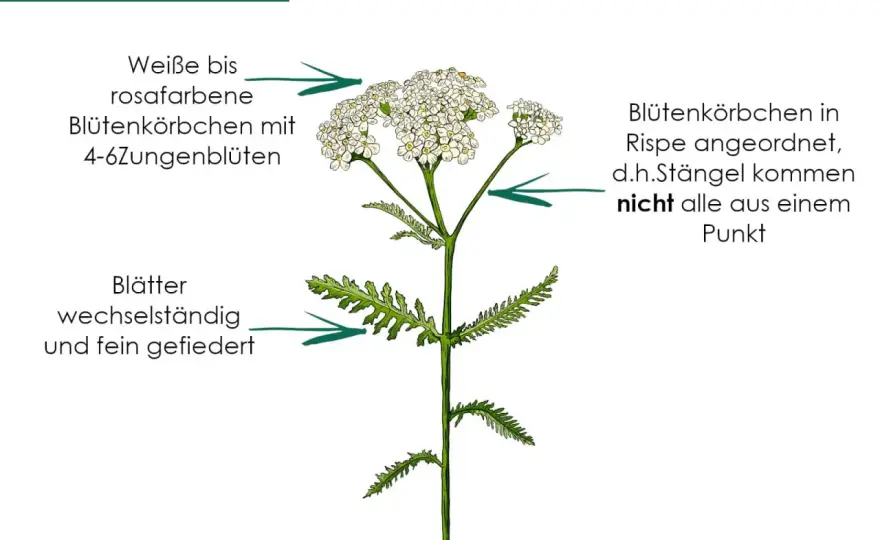 Schafgarbe - Wirkung, Anwendung & Grenzen verstehen