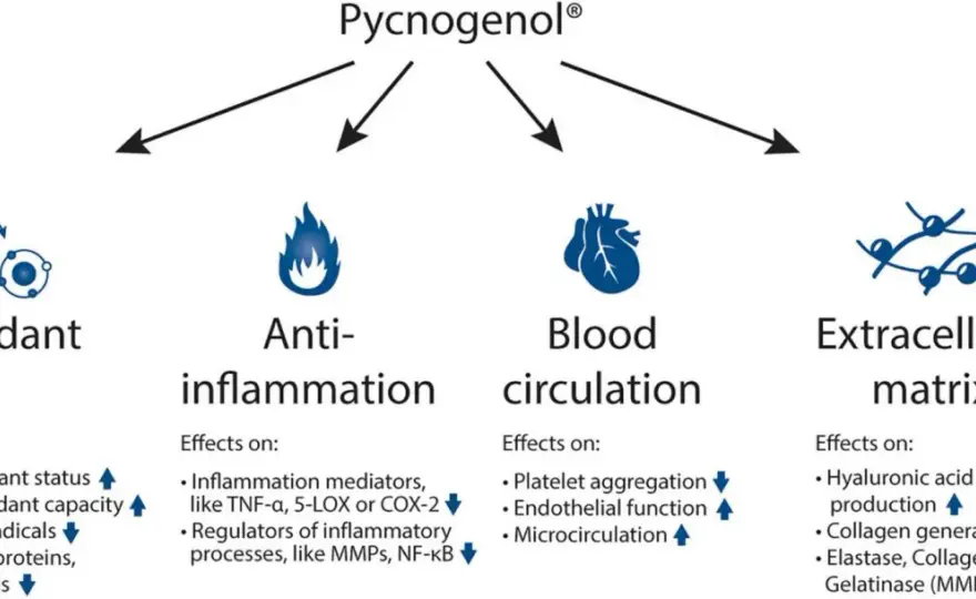 Pycnogenol Wirkung - Was Studien belegen & was du wissen musst