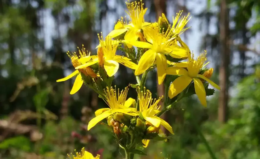 Johanniskraut: Botanischer Name, Wirkung & Wechselwirkungen
