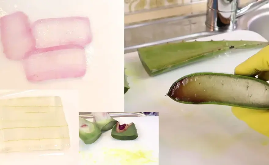 Aloe Vera gelber Saft - Gel oder Latex? Das ist der Unterschied!