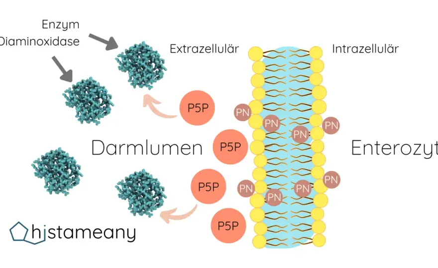 P-5-P & Vitamin B6 - Wirkung, Dosierung & Risiken erklärt