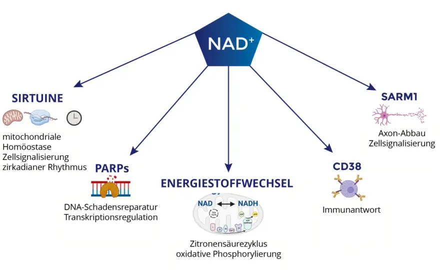 NADH Wirkung - Mythos oder echter Energie-Boost?