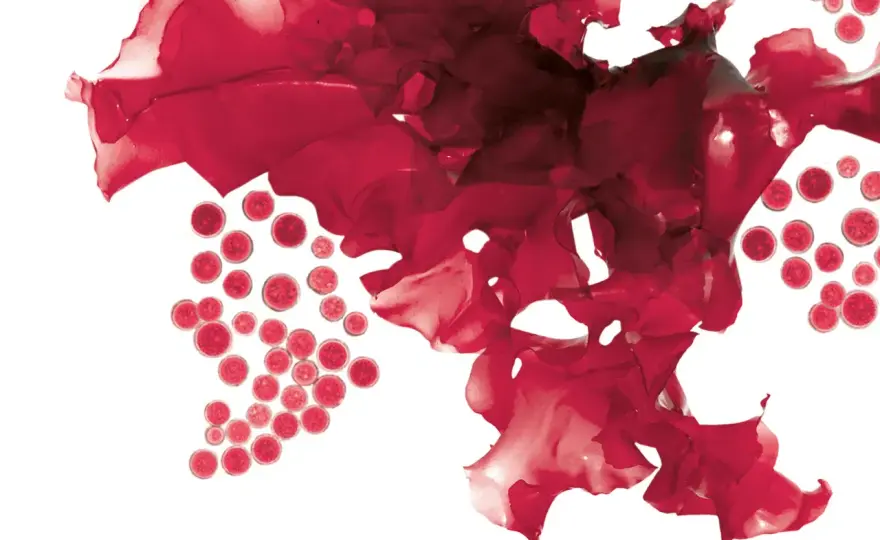 Astaxanthin richtig einnehmen - So maximierst du die Wirkung!