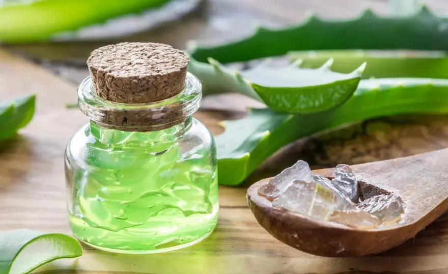 Aloe vera - Nutzen, Mythen & Risiken: Was wirklich hilft