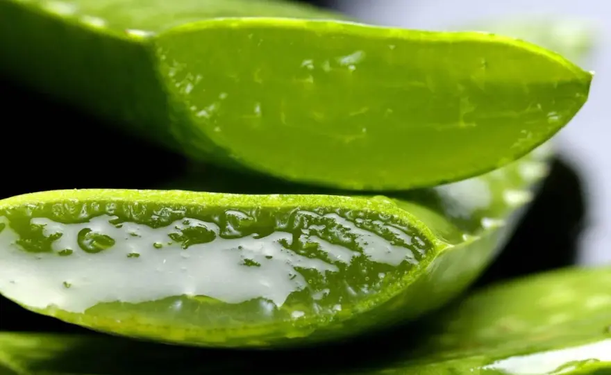Aloe vera Pflege - Dein Guide für Wachstum & Nutzung des Gels