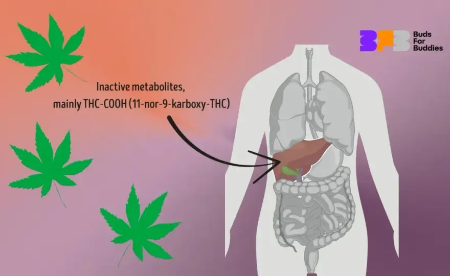 Wie lange bleibt CBD im Körper? Die Wahrheit über Nachweisbarkeit