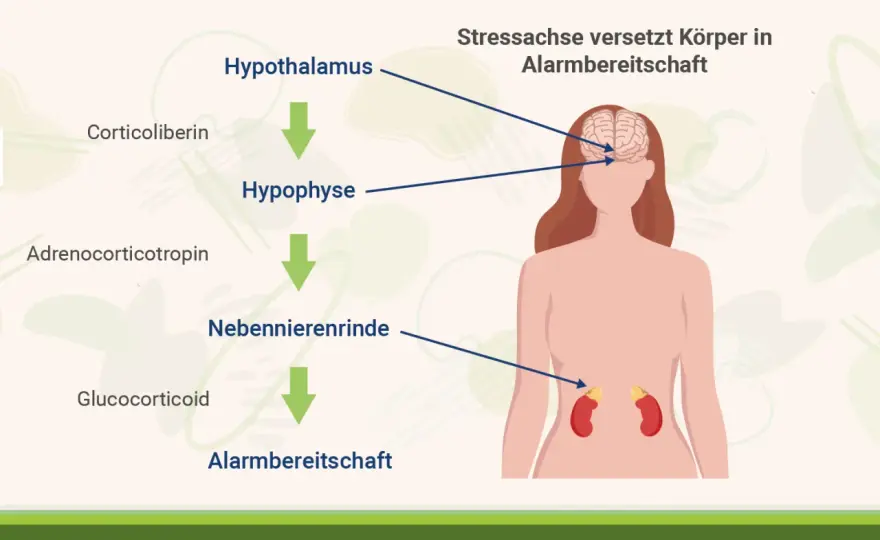 Rhodiola Rosea Wirkung: Dein Guide für Stress & Müdigkeit