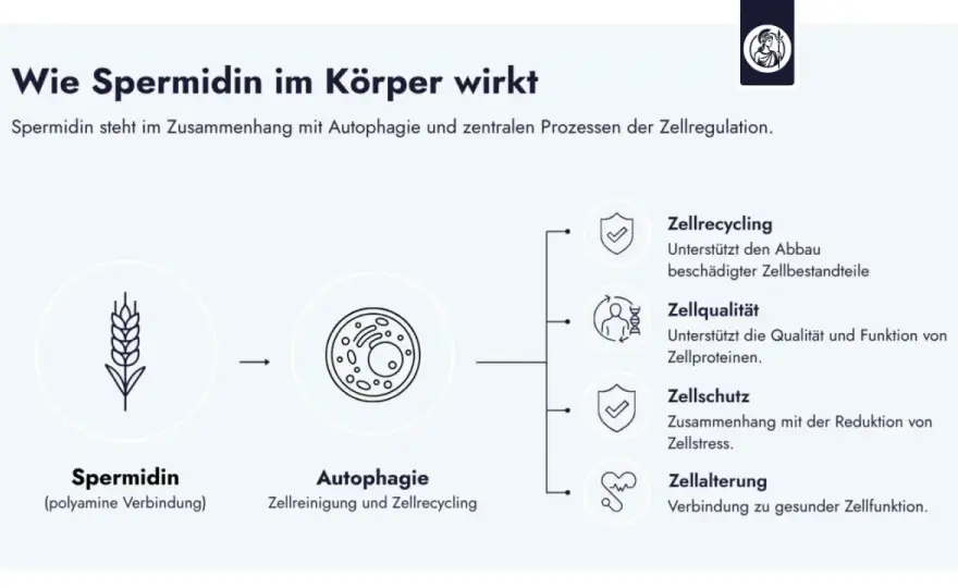Spermidin - Was es ist & warum es deine Zellen schützt