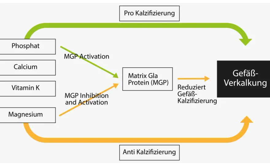 Vitamin K ist nicht Kalium - Verwechslung vermeiden!