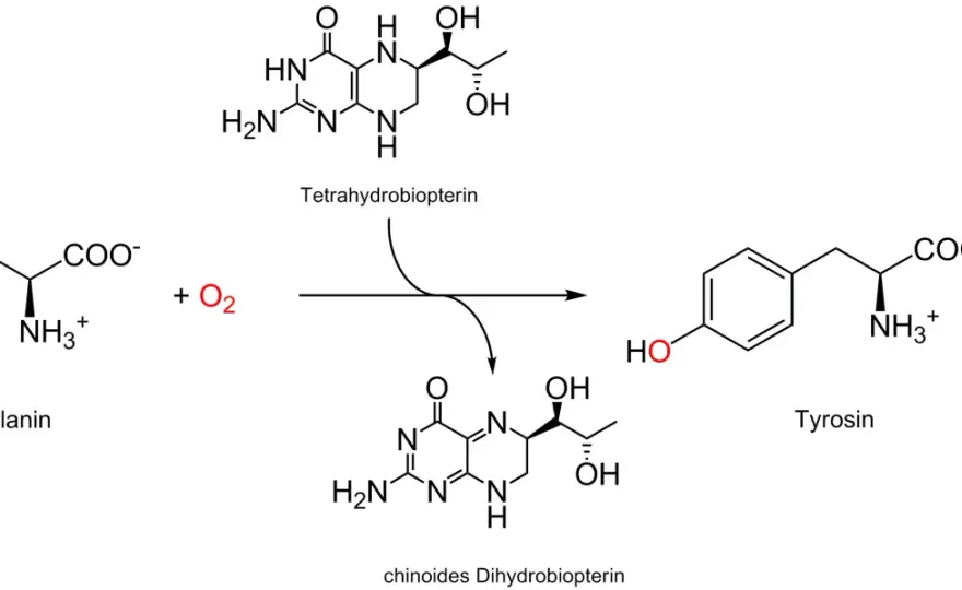 Phenylalanin & Tyrosin - Dein Stoffwechsel-Guide