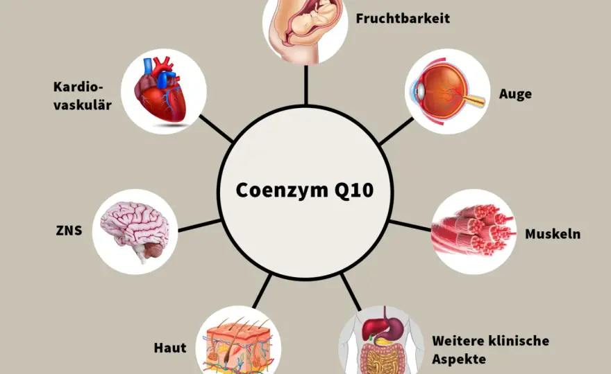 Coenzym Q10 Mangel - Symptome, Abklärung & was wirklich hilft