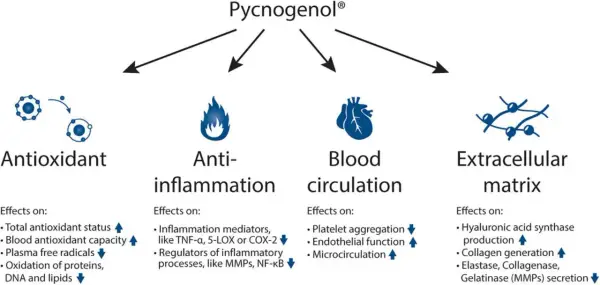Die Grafik zeigt die Pycnogenol Wirkung: Antioxidans, Entzündungshemmung, Blutkreislauf und extrazelluläre Matrix.